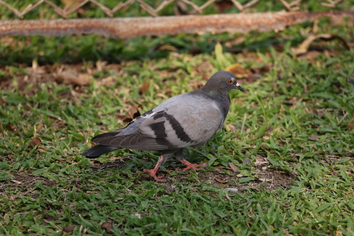 Rock Pigeon (Feral Pigeon) - Brendan Ryan