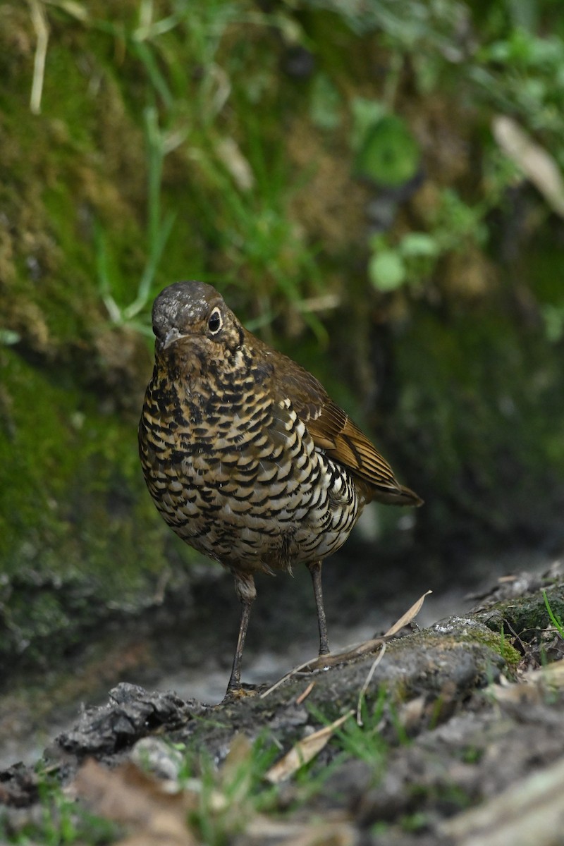 Scaly Thrush - ML543859301