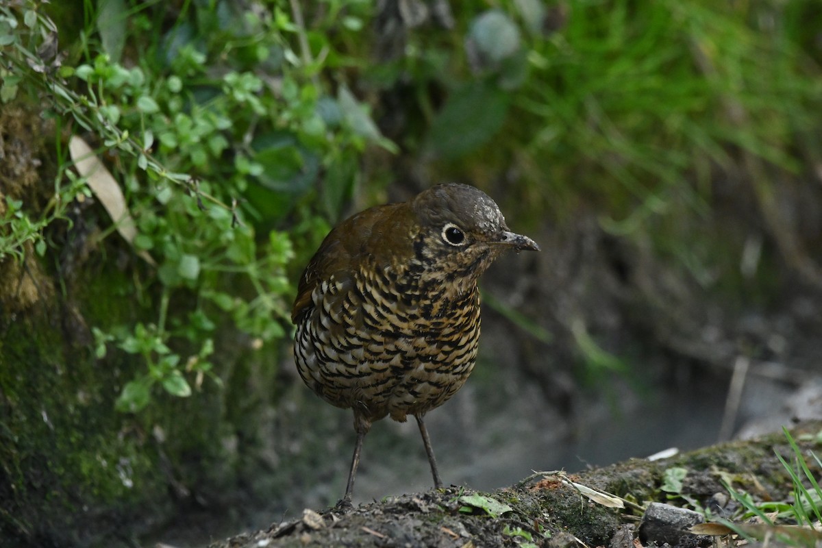 Scaly Thrush - ML543859311