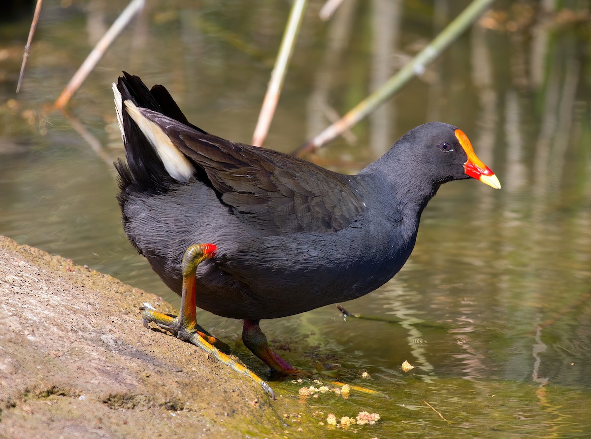 Dusky Moorhen - Michael Paul