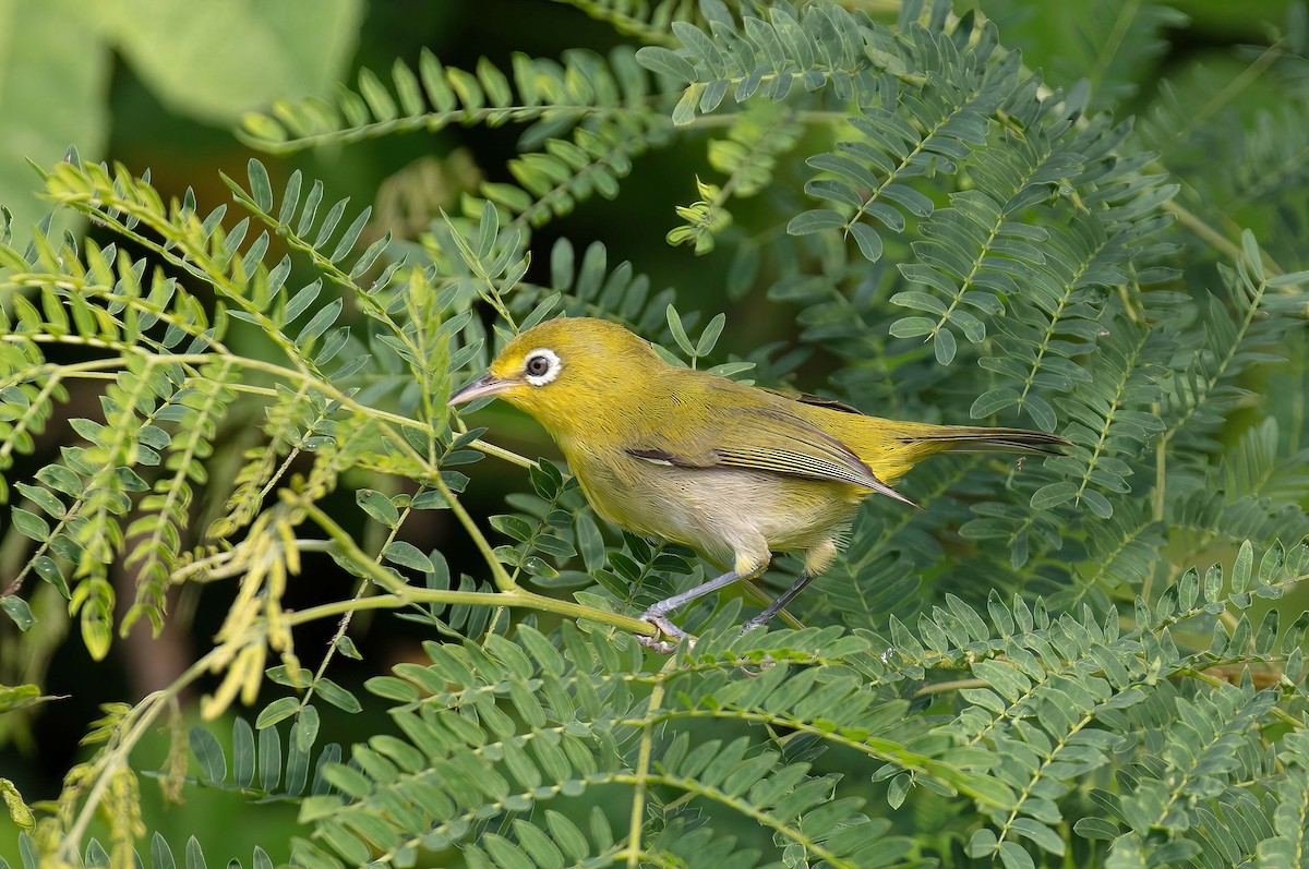 Small Lifou White-eye - Hickson Fergusson