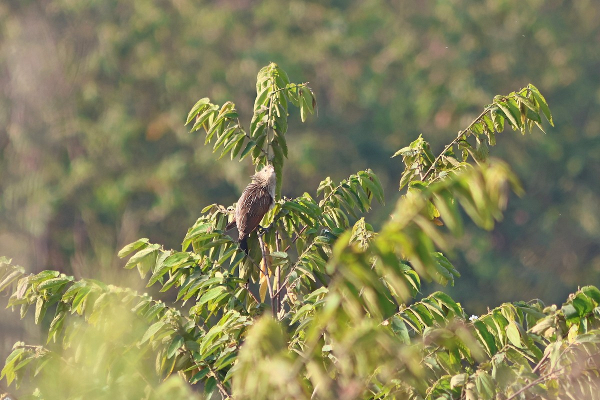 Lesser Coucal - ML543861271