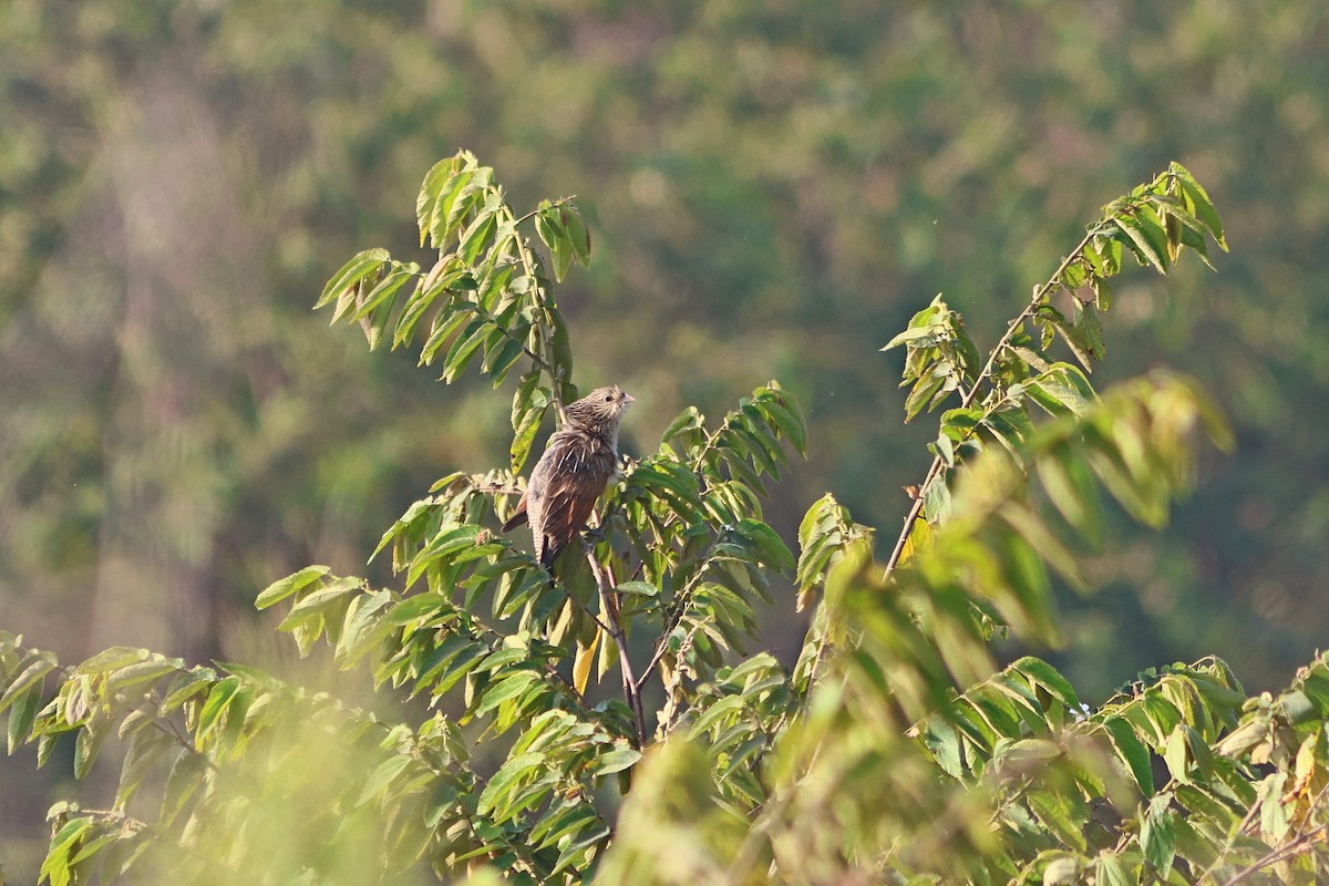 Lesser Coucal - ML543861291