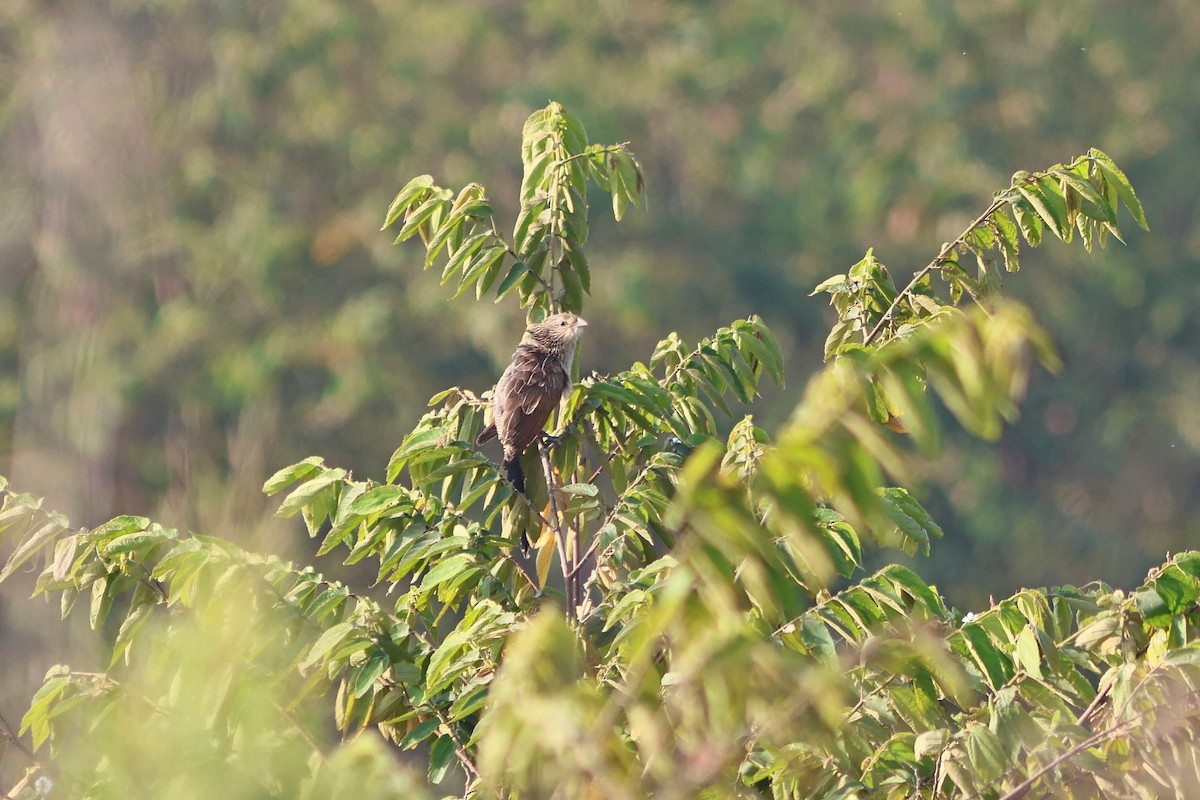 Lesser Coucal - ML543861301