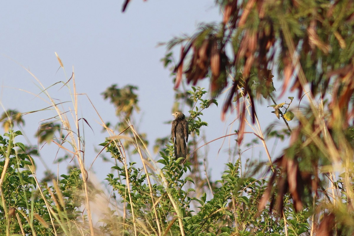 Lesser Coucal - ML543861311