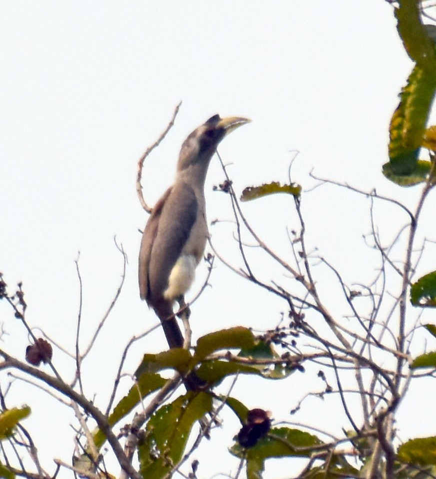 Indian Gray Hornbill - ML543861421