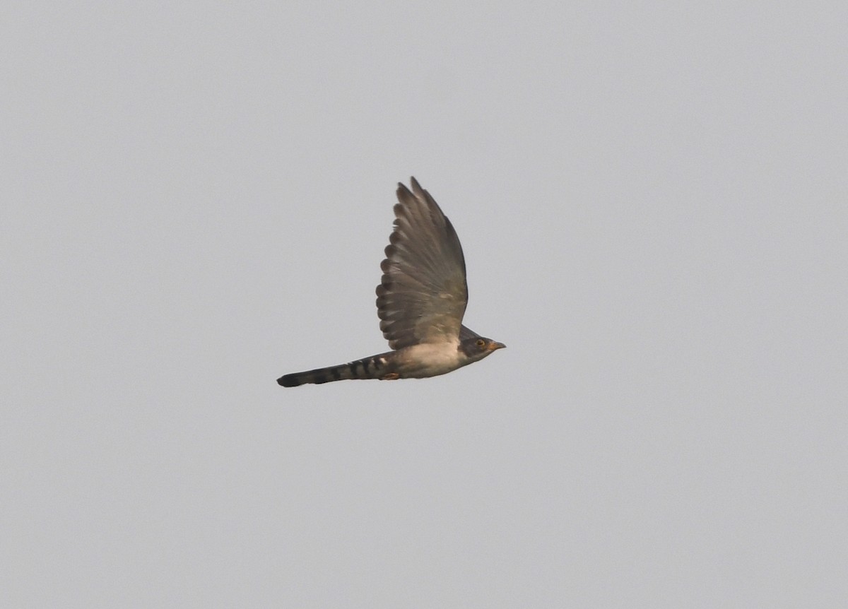 Thick-billed Cuckoo (African) - ML543863091