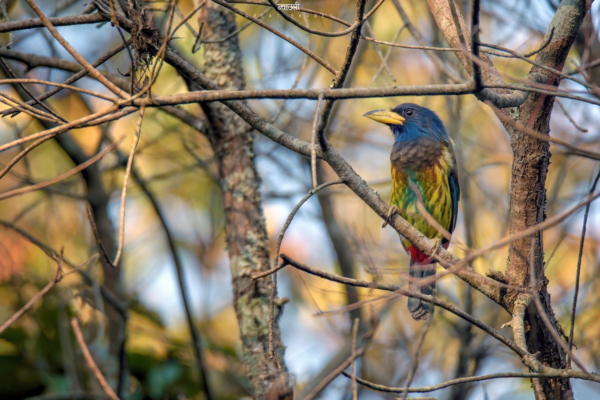 Great Barbet - ML543863161