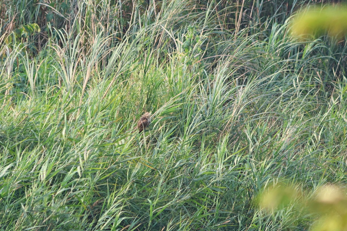 Lesser Coucal - ML543863171