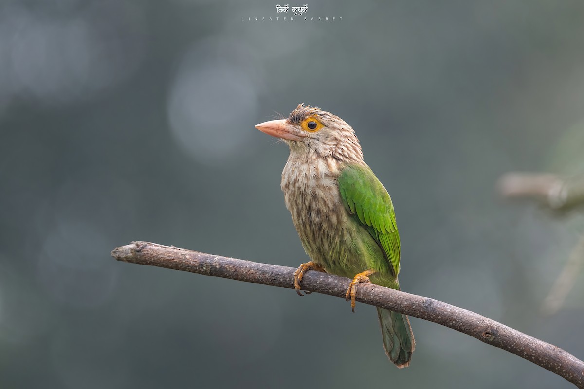 Lineated Barbet - Deepak Budhathoki 🦉