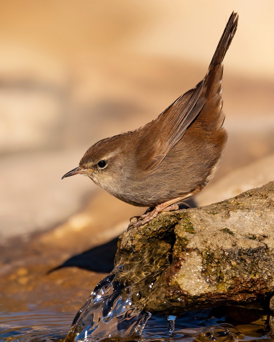 Cetti's Warbler - ML543864591
