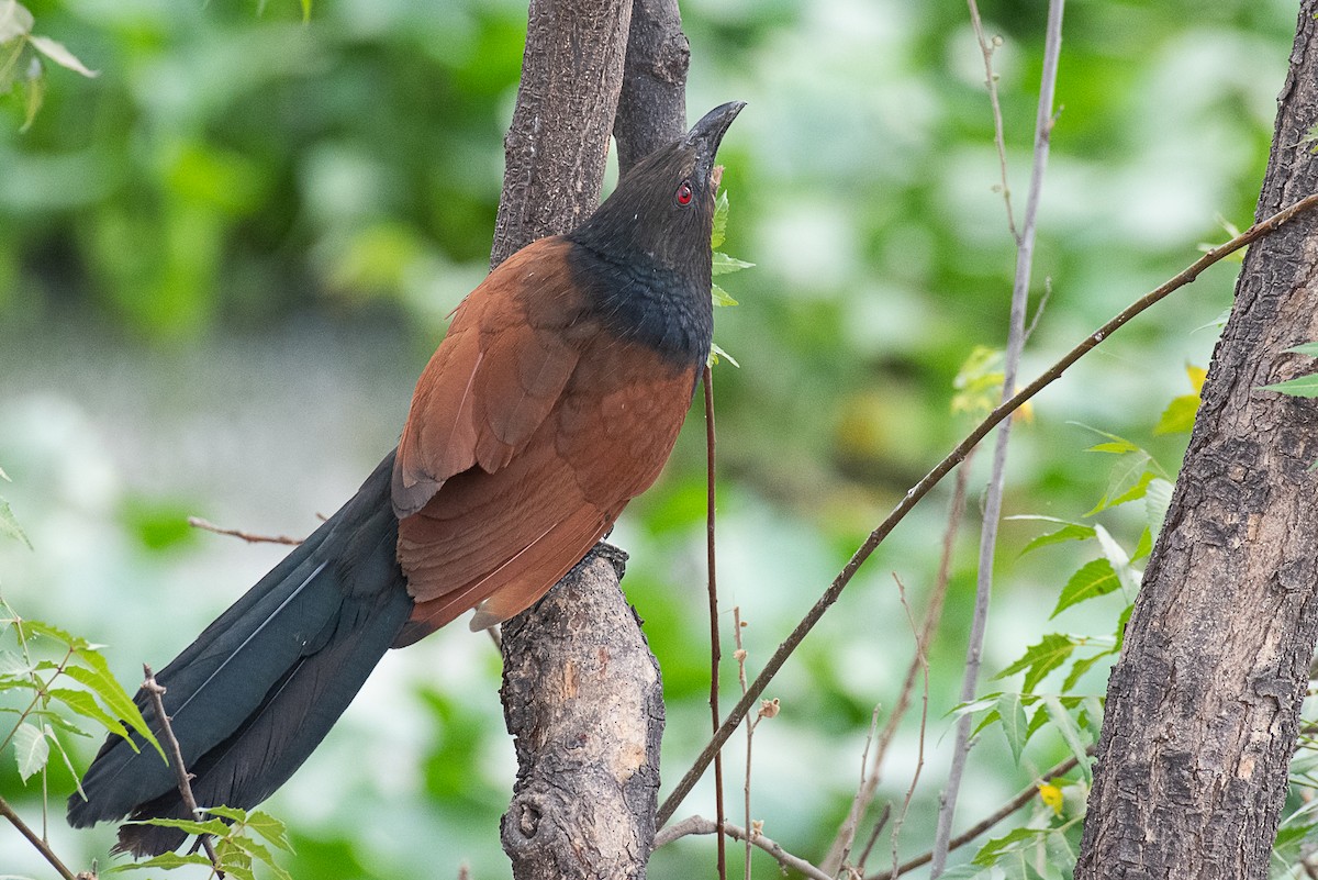 Greater Coucal - ML543865221