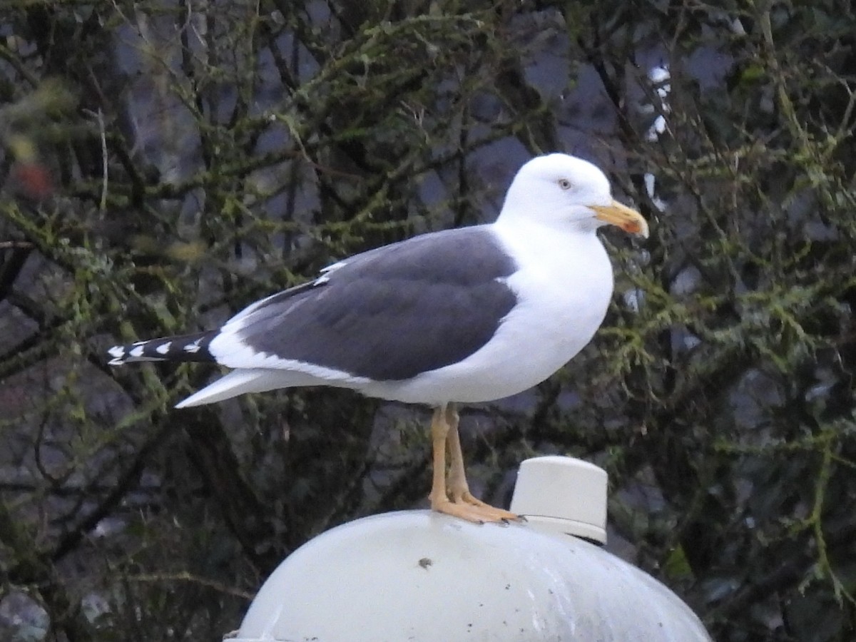 Lesser Black-backed Gull - ML543865291