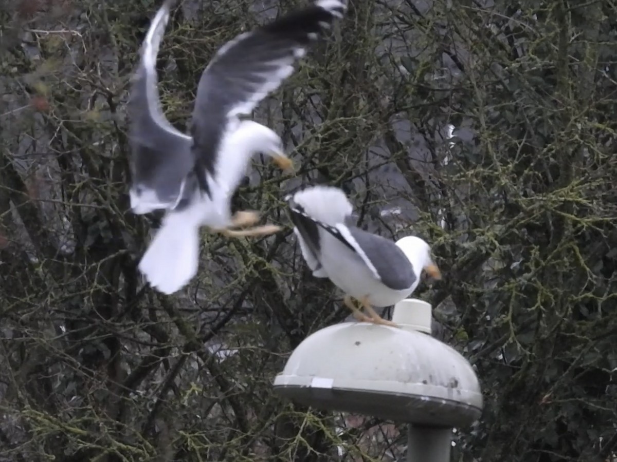 Lesser Black-backed Gull - ML543865531