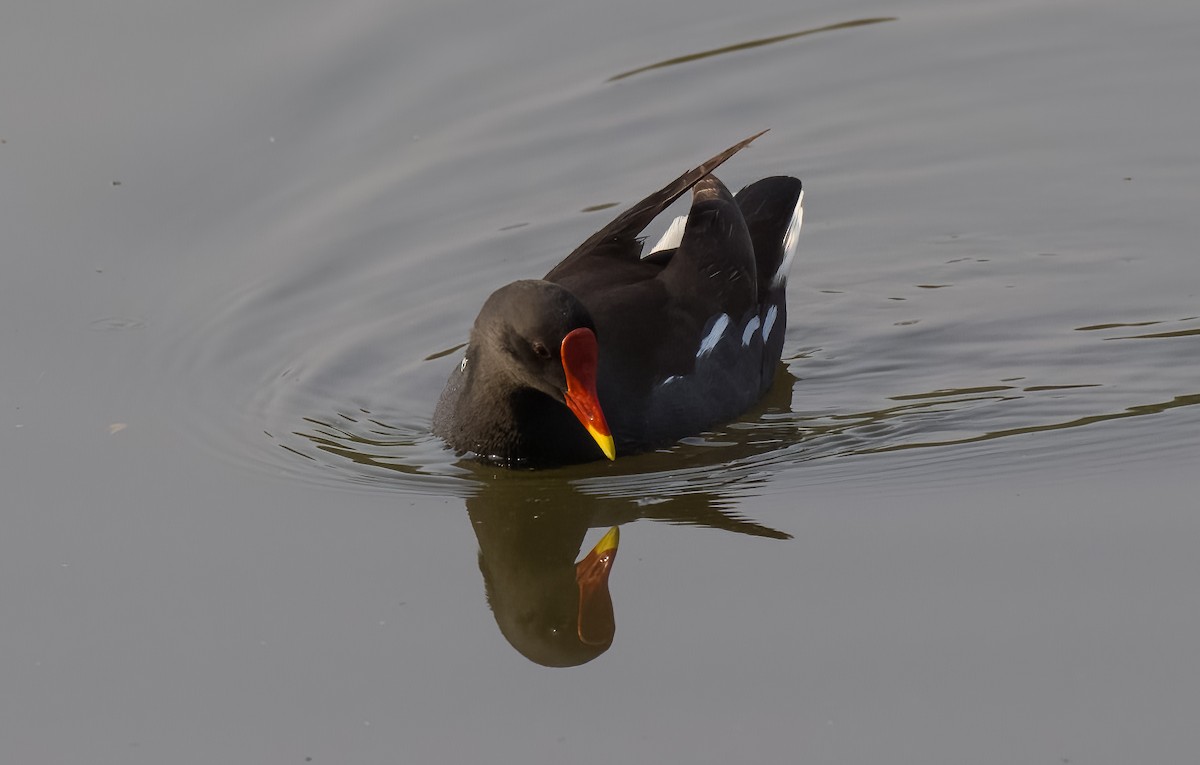 Eurasian Moorhen - SRINIVASA RAO BUDDIGA