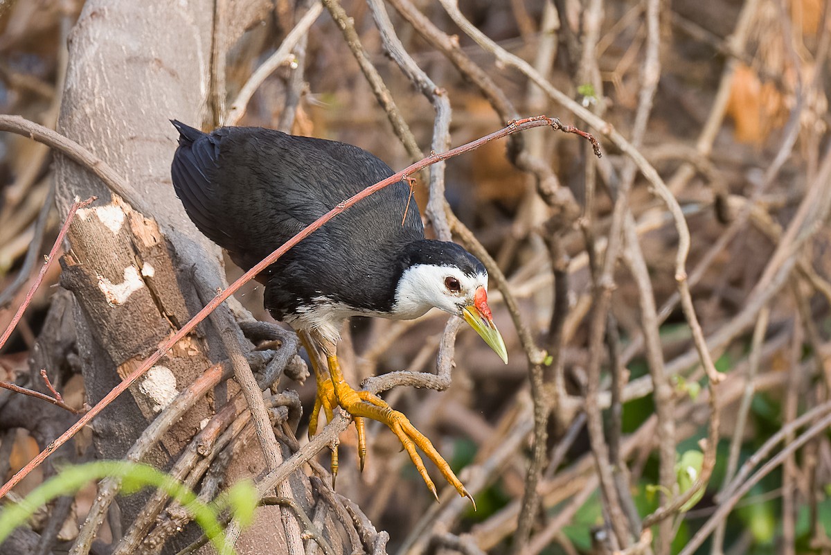 White-breasted Waterhen - ML543865951