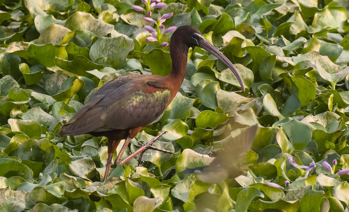 Glossy Ibis - SRINIVASA RAO BUDDIGA