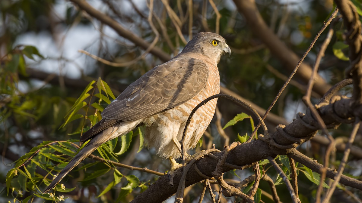 Shikra - SRINIVASA RAO BUDDIGA