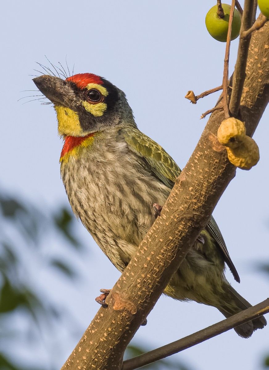 Coppersmith Barbet - ML543866621