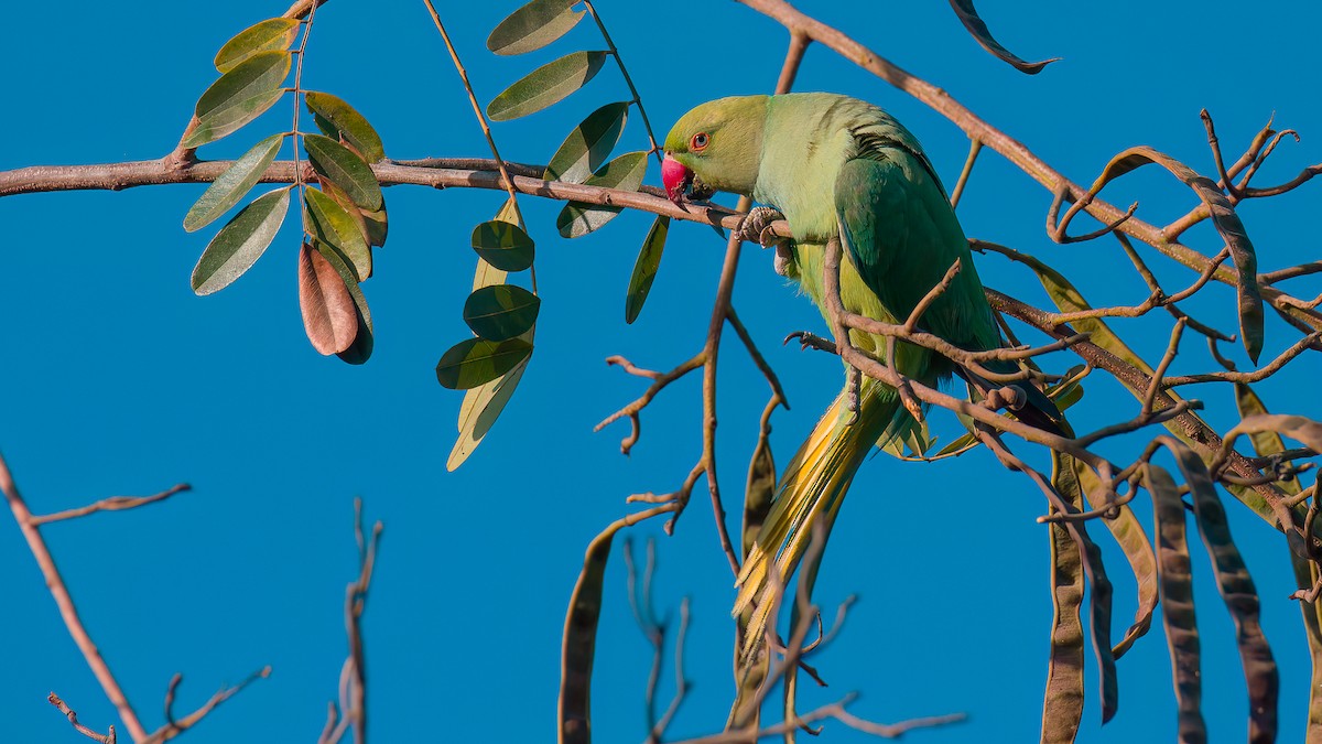 Rose-ringed Parakeet - SRINIVASA RAO BUDDIGA