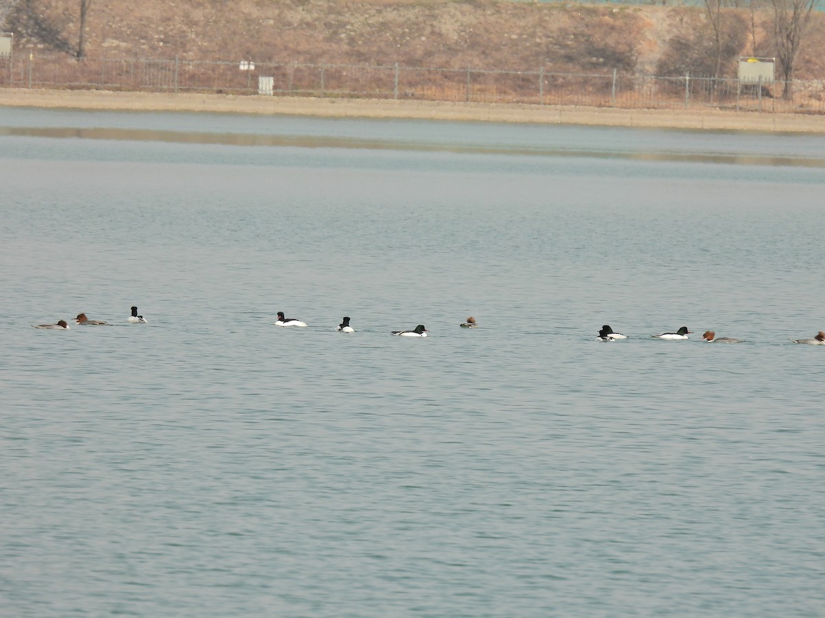 Common Merganser - Yawei Zhang