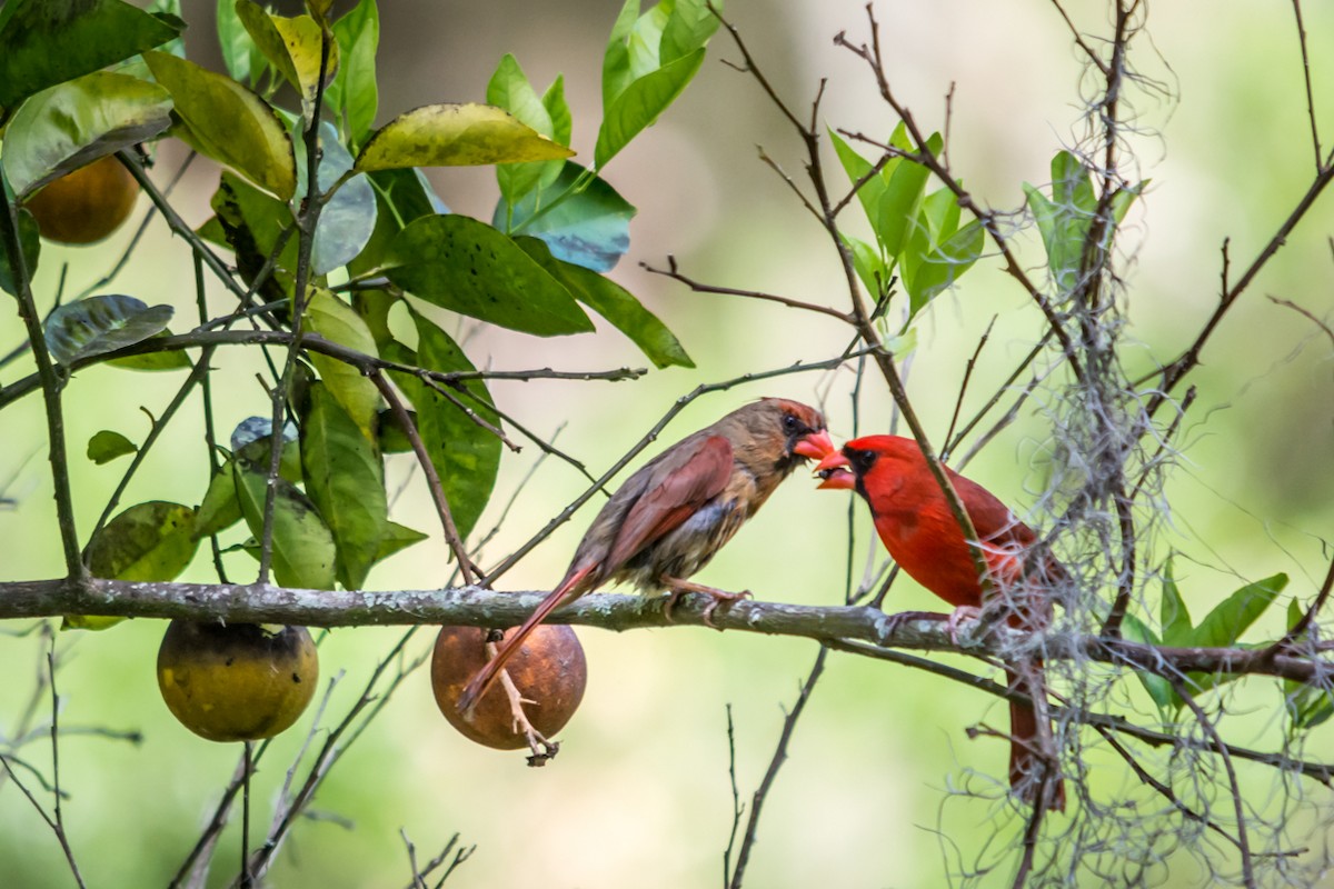 Northern Cardinal - Gabrielle Harrison