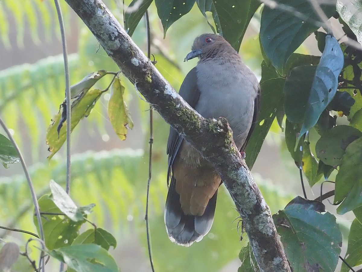 Mindanao Brown-Dove - ML543867571