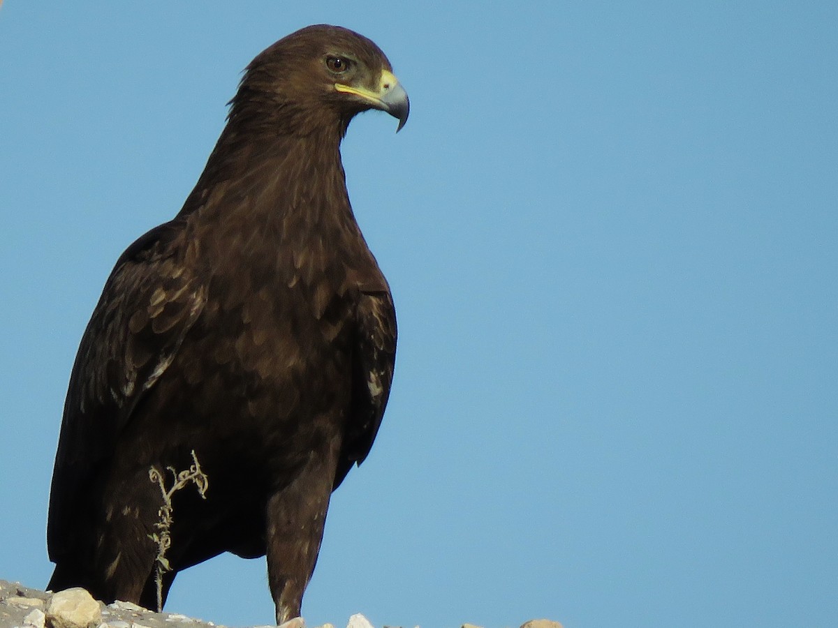 Greater Spotted Eagle - ML543867631