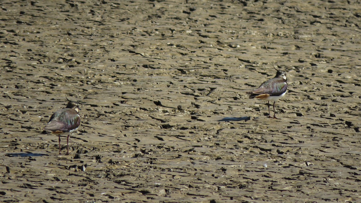 Northern Lapwing - ML543867651