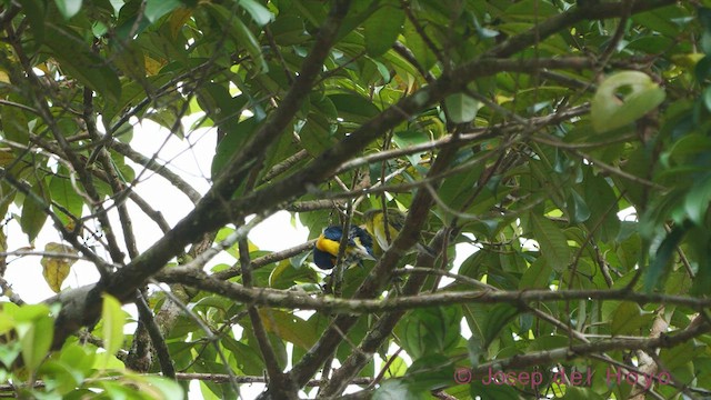 White-vented Euphonia - ML543868211