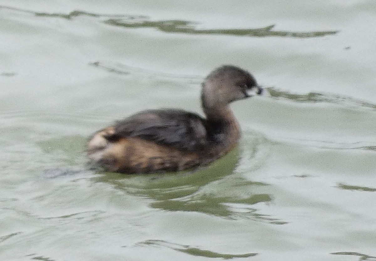 Pied-billed Grebe - Jeff Harding