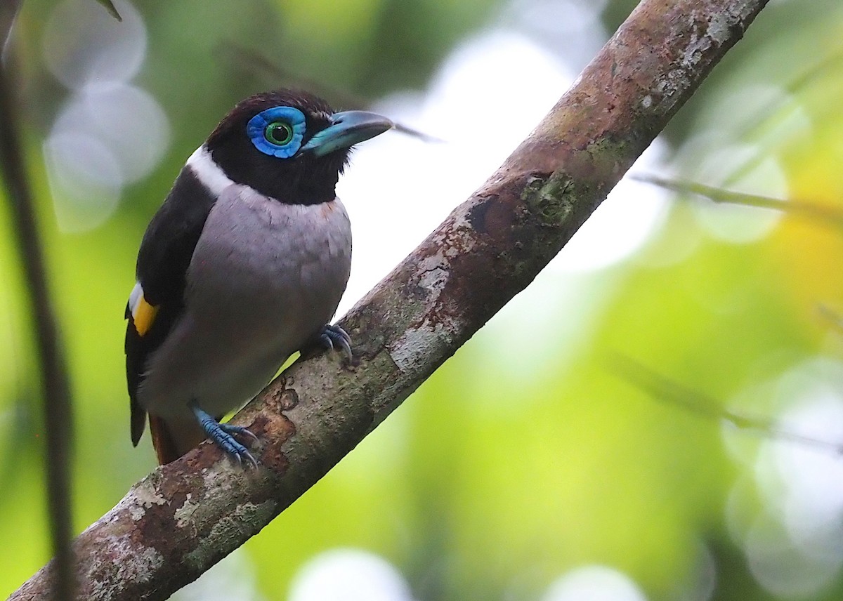 Wattled Broadbill - ML543869111