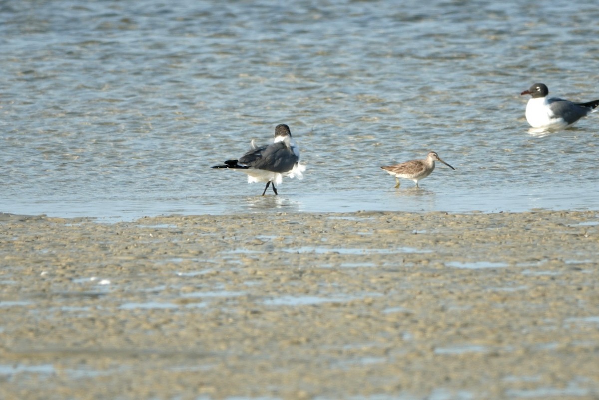 Short-billed Dowitcher - ML543870331