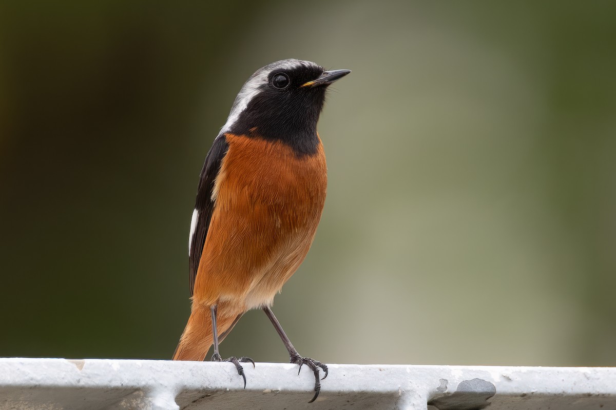 Daurian Redstart - ML543870751