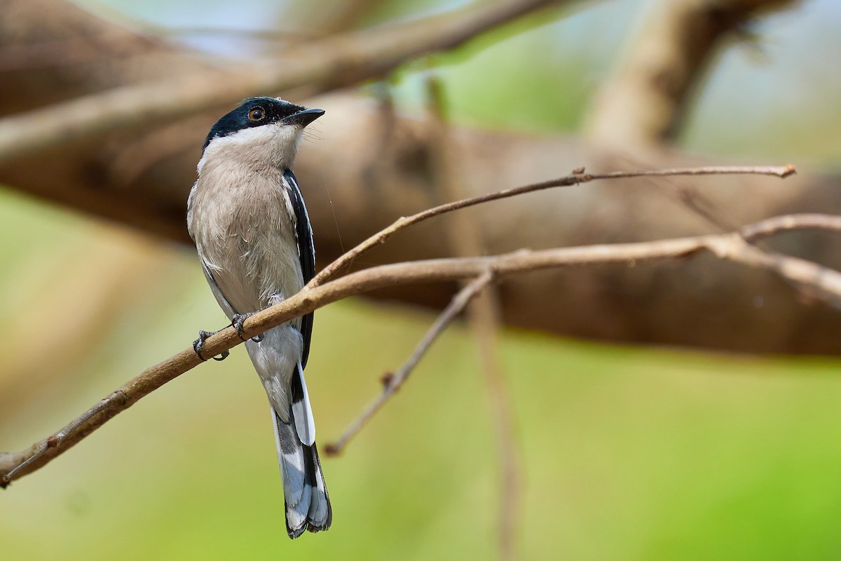 Bar-winged Flycatcher-shrike - Raghavendra  Pai