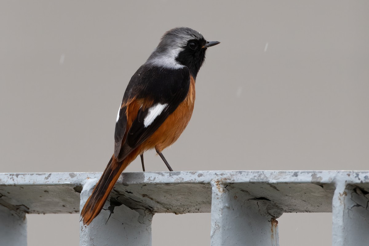 Daurian Redstart - ML543871021