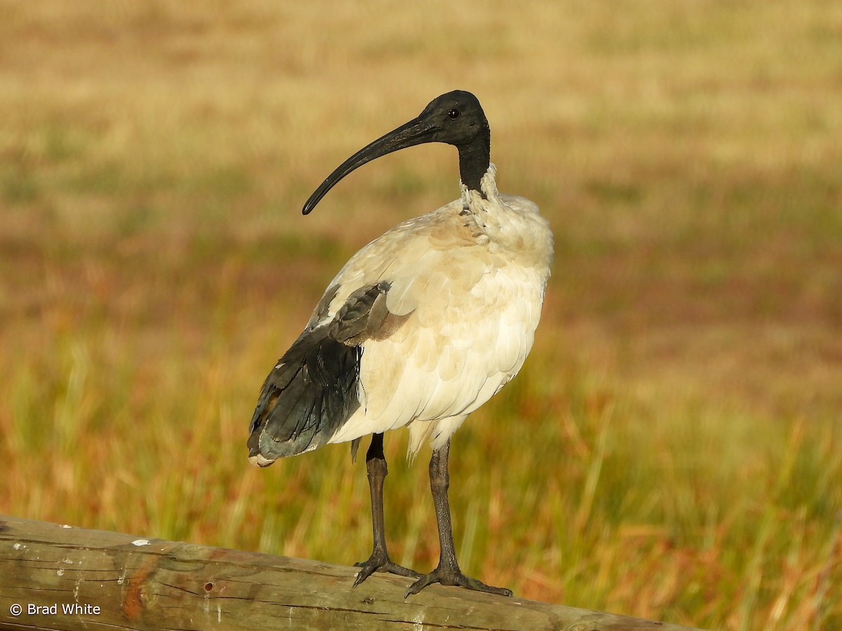 ibis australský - ML543871531
