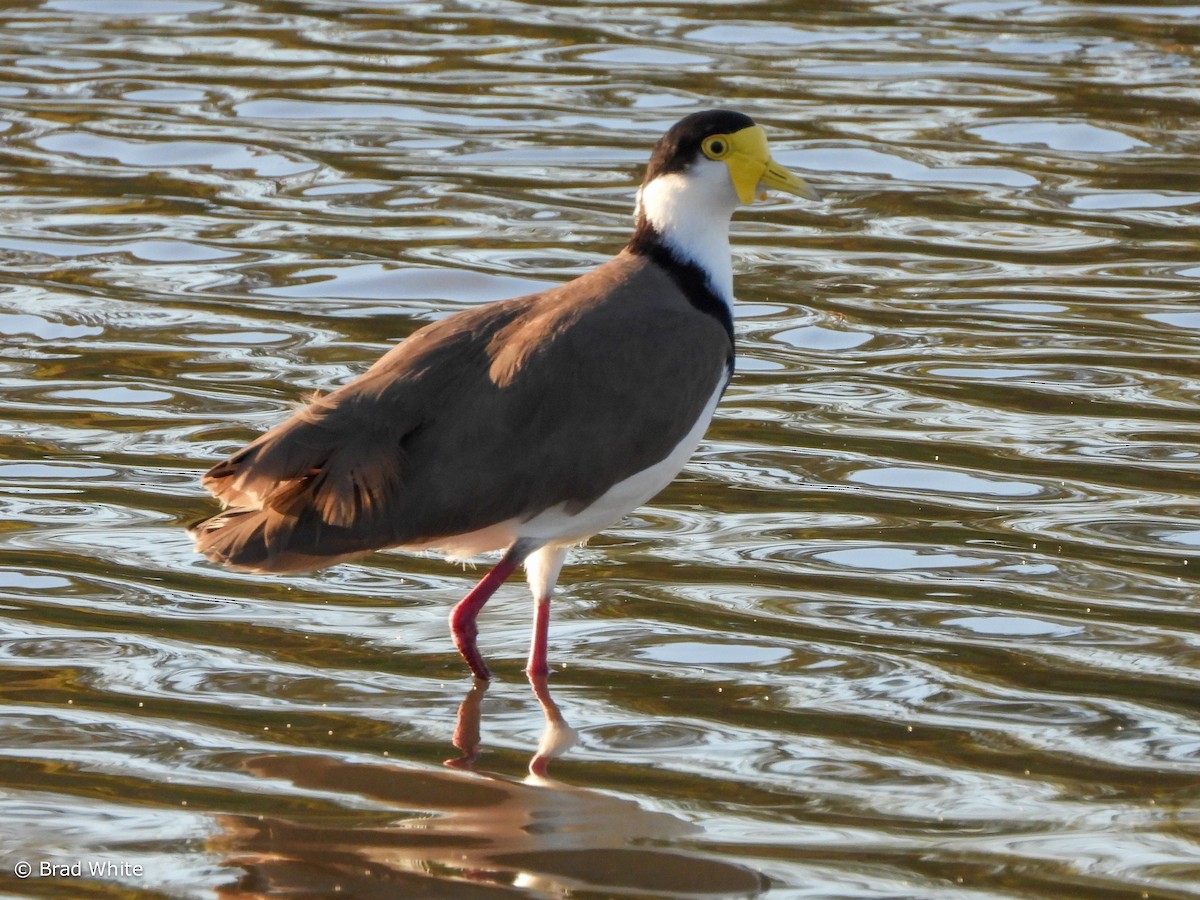 Masked Lapwing (Black-shouldered) - Brad White