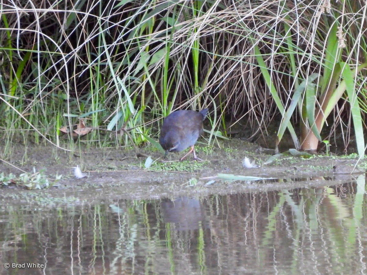 Spotless Crake - ML543871671