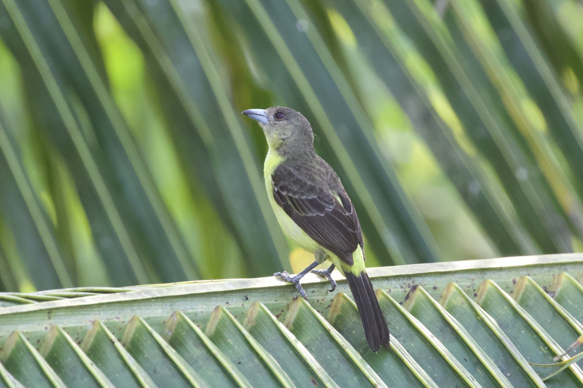 Crimson-backed Tanager - ML543872391