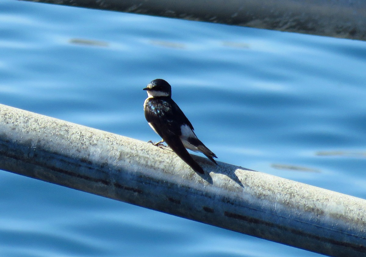 Golondrina de Manglar - ML54387341