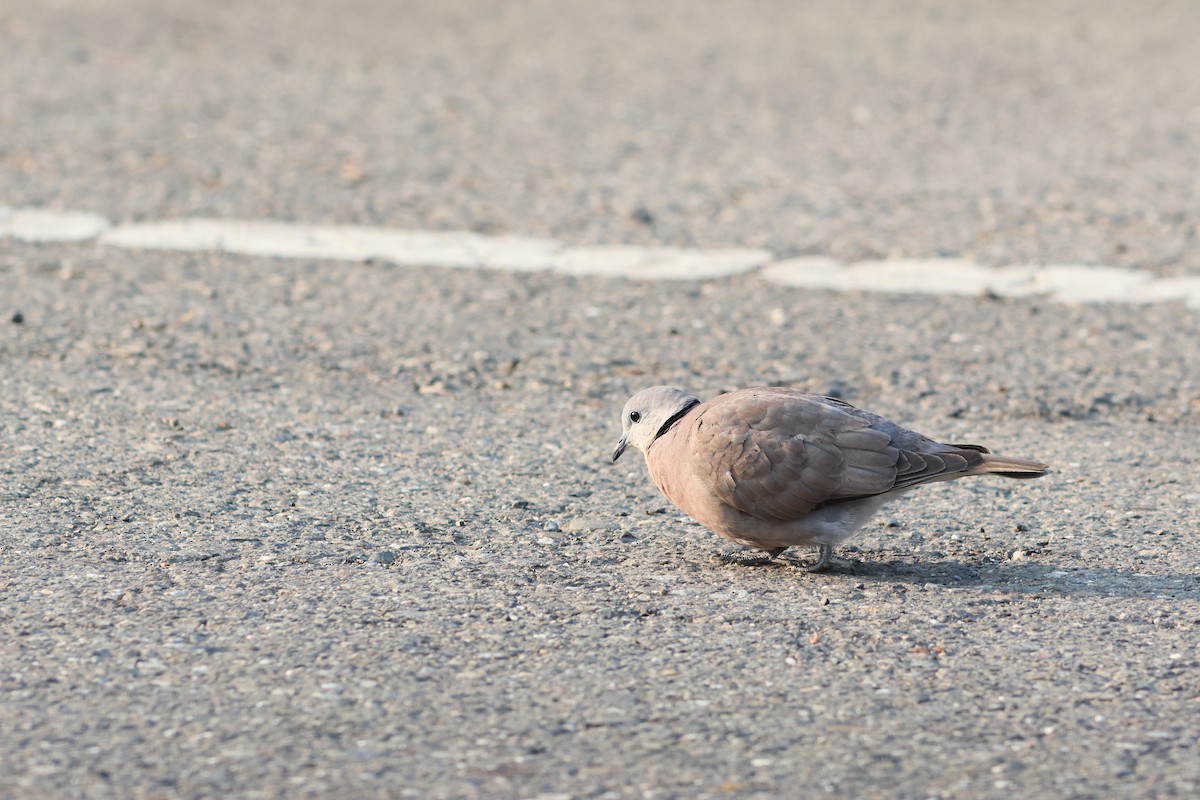 Red Collared-Dove - ML543874031