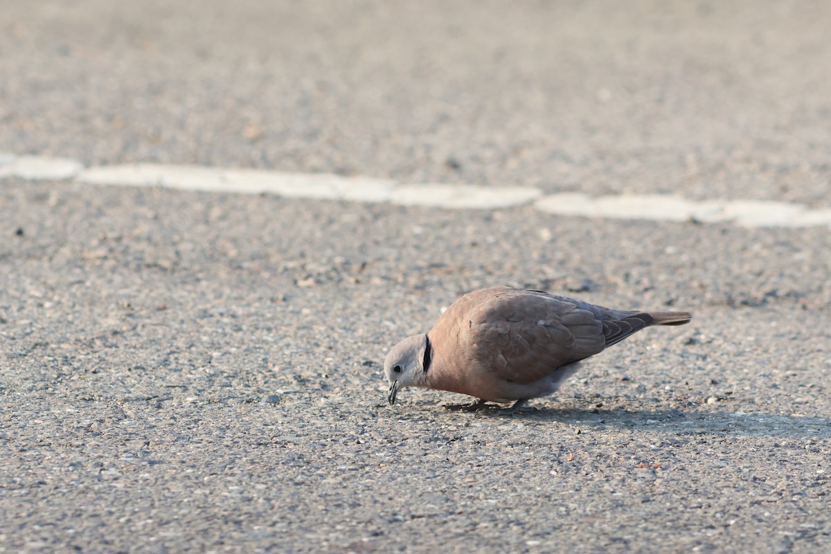 Red Collared-Dove - ML543874041