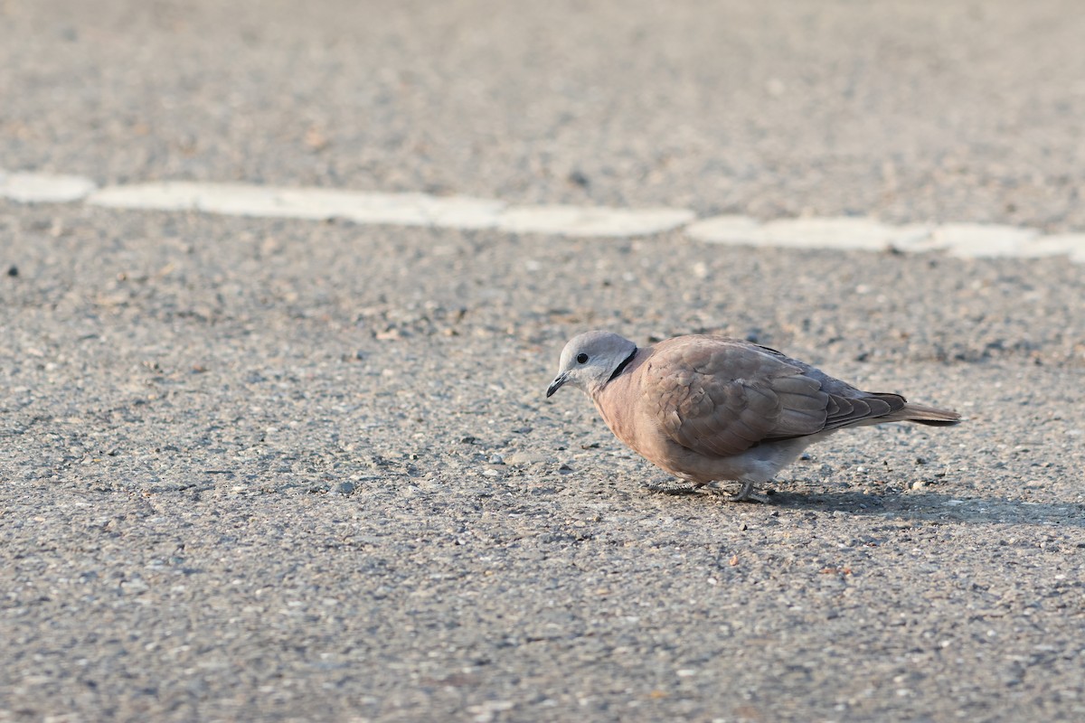 Red Collared-Dove - ML543874051