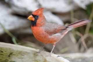 ショウジョウコウカンチョウ（cardinalis グループ） - eBird