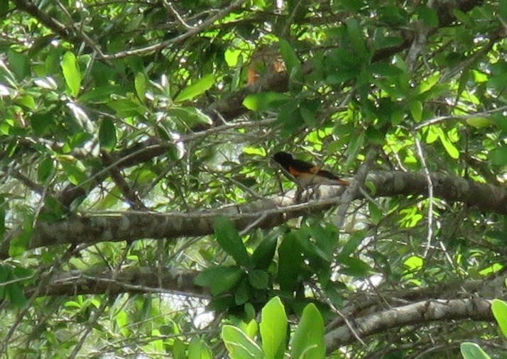 American Redstart - Robert Winter