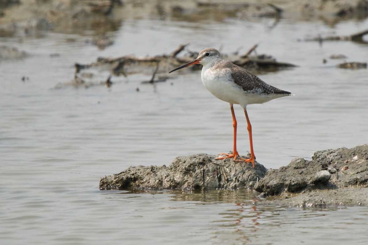 Spotted Redshank - ML543875131