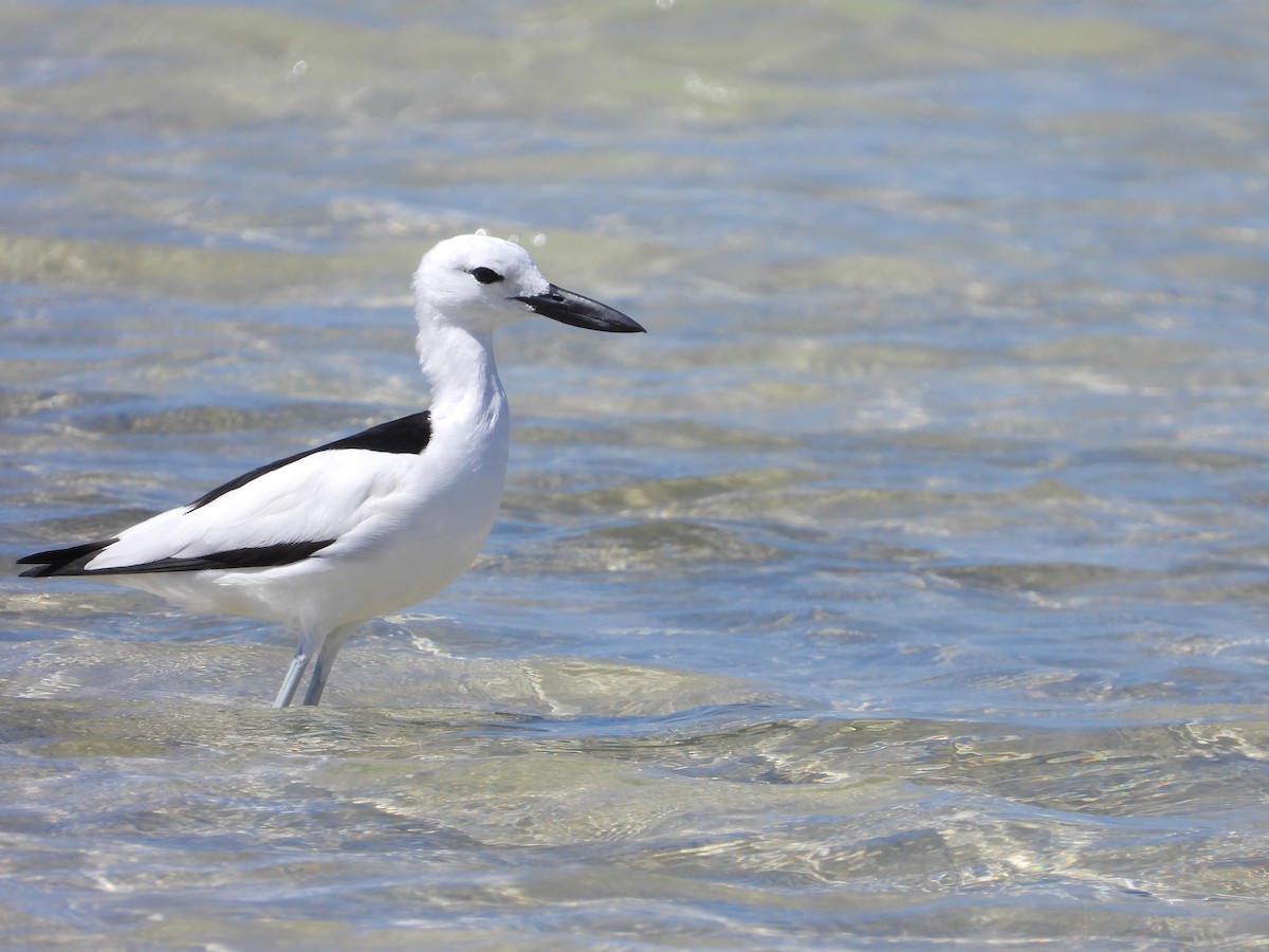 Crab-Plover - Daria Vashunina