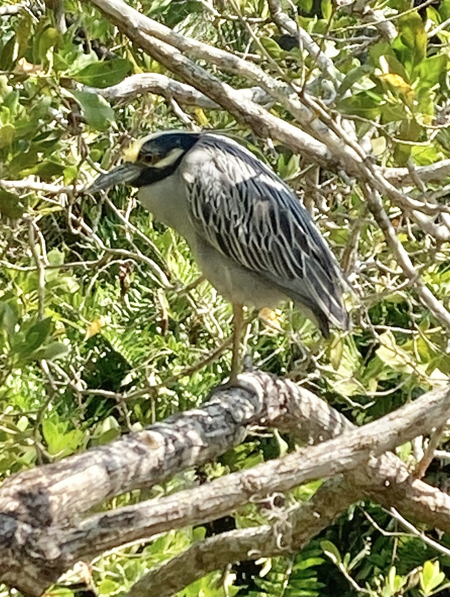 Yellow-crowned Night Heron - ML543875371