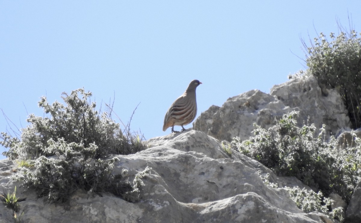 Sand Partridge - Noam Markus